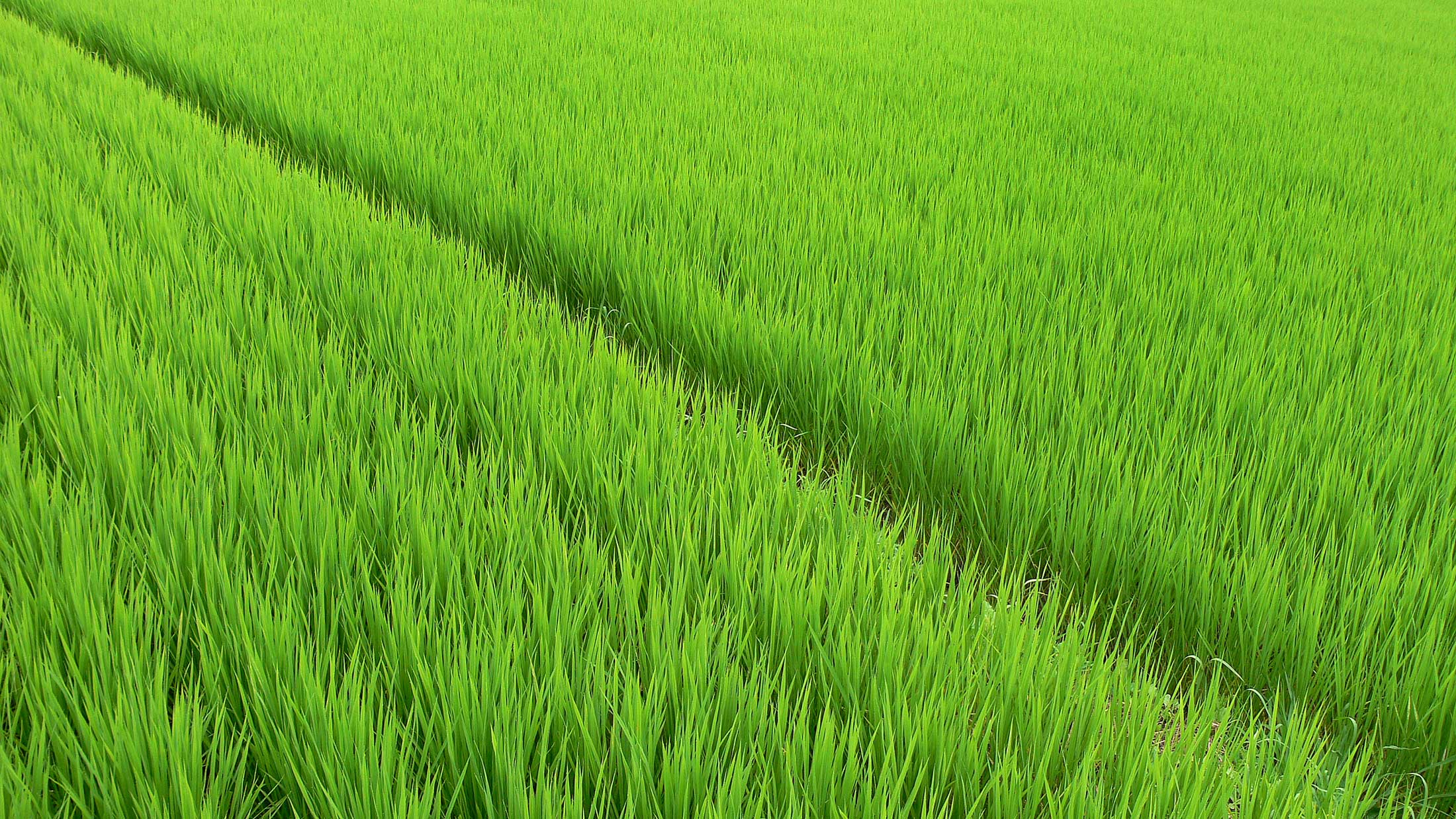 Rice-growing landscape in Punjab